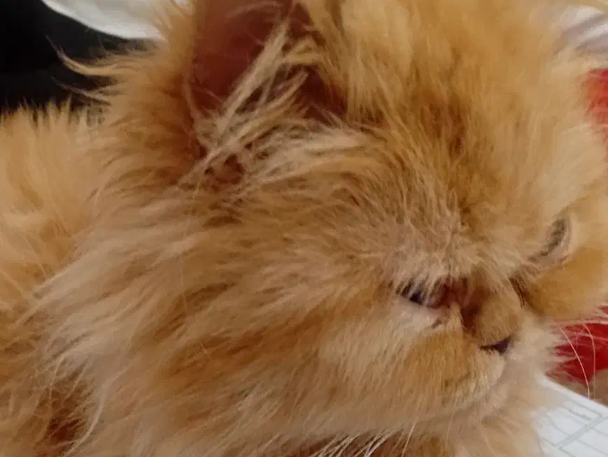 گرب|گربه|رشت, چله خانه|دیوار