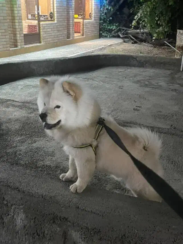 سگ نژاد چاو چاو فوروی فروش|سگ|تهران, المهدی|دیوار