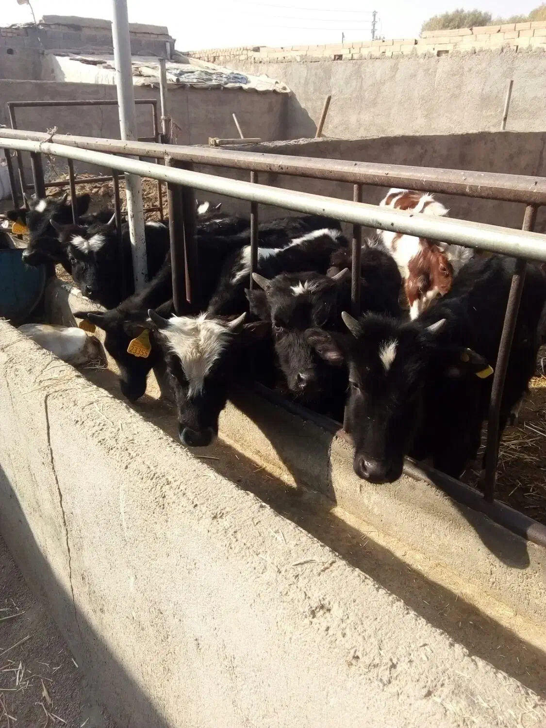 گوساله نر گیل دورگ|حیوانات مزرعه|پیشوا, |دیوار