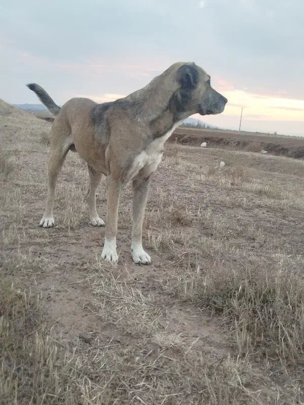 واگذاری .سگ عرااقی|سگ|هیر, |دیوار