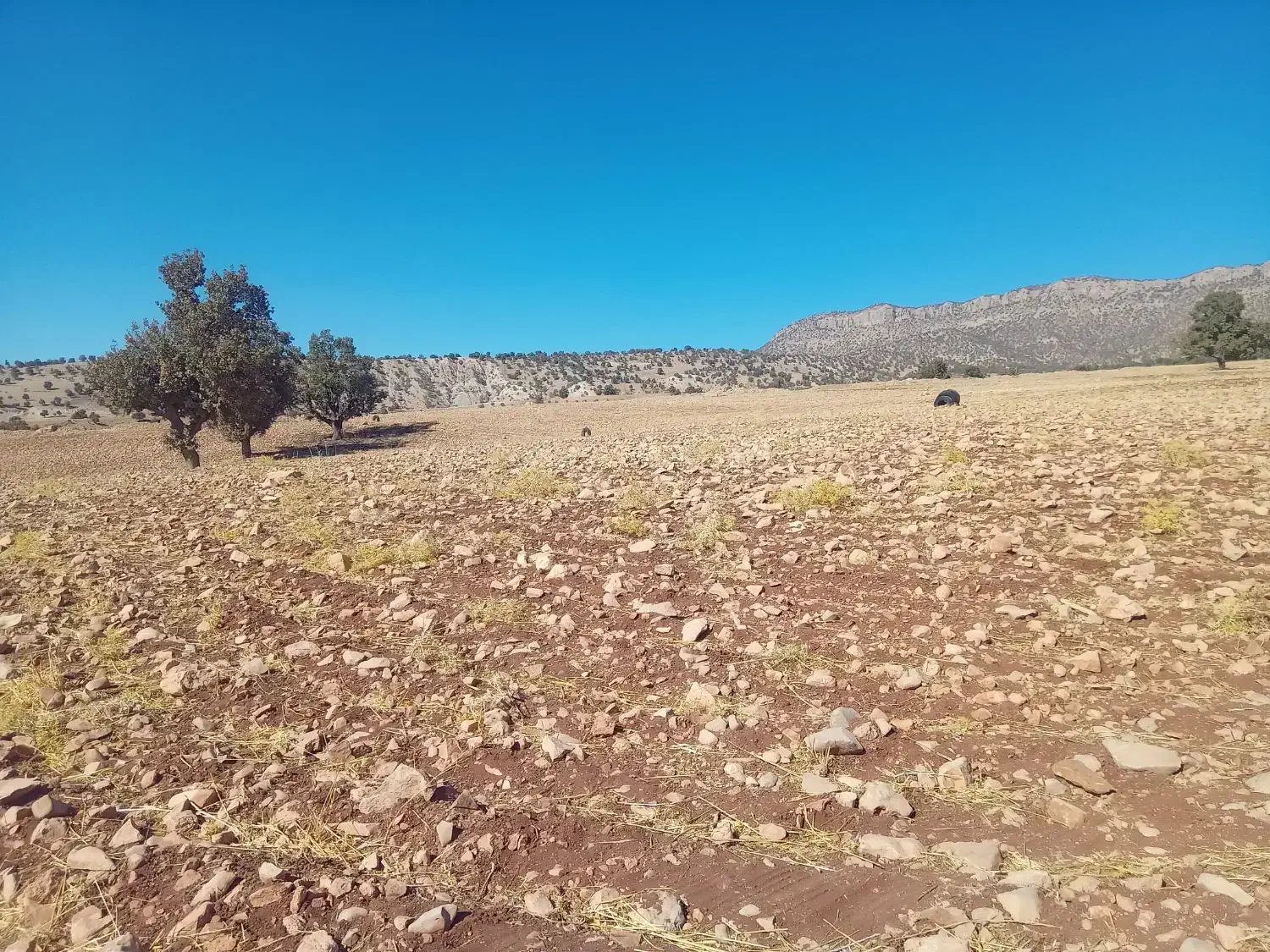 فروش زمین کشاورزی|فروش زمین و ملک کلنگی|سیوان, |دیوار