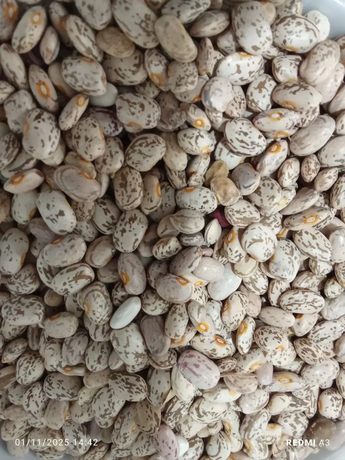 لوبیا چیتی|خوردنی و آشامیدنی|نیشابور, شهرک رضوی|دیوار