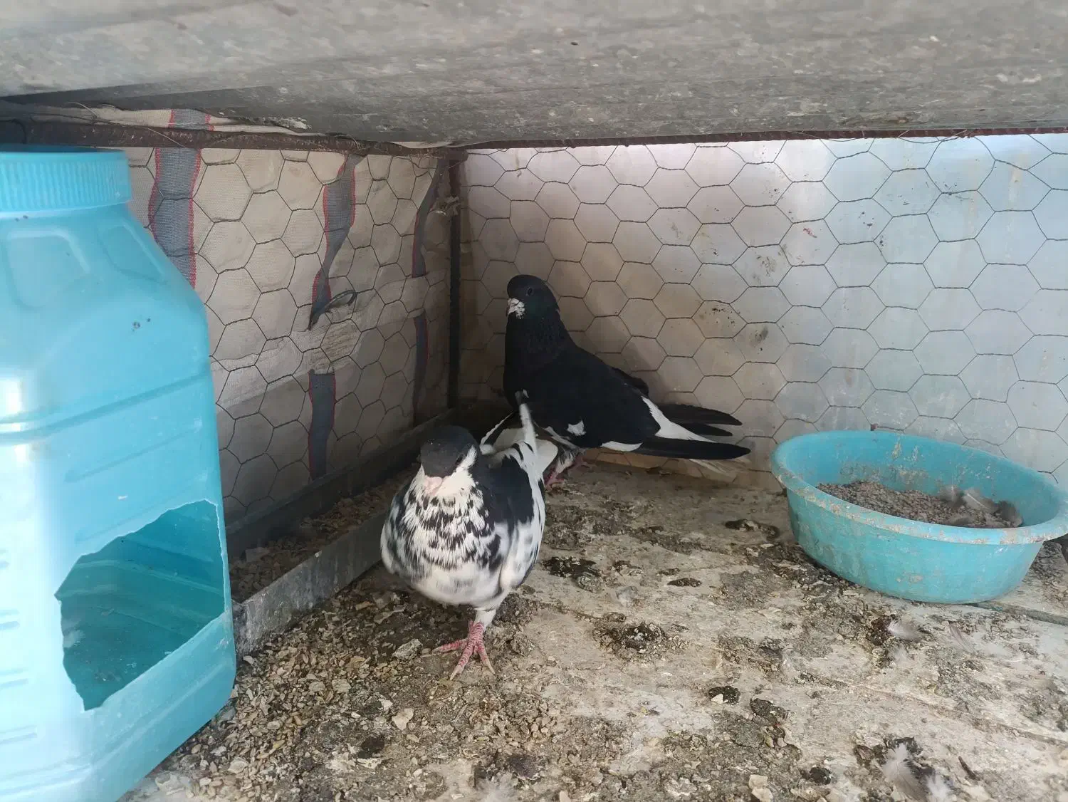 کبوتر شهری گلدار|پرنده|مرودشت, رامجرد یک|دیوار