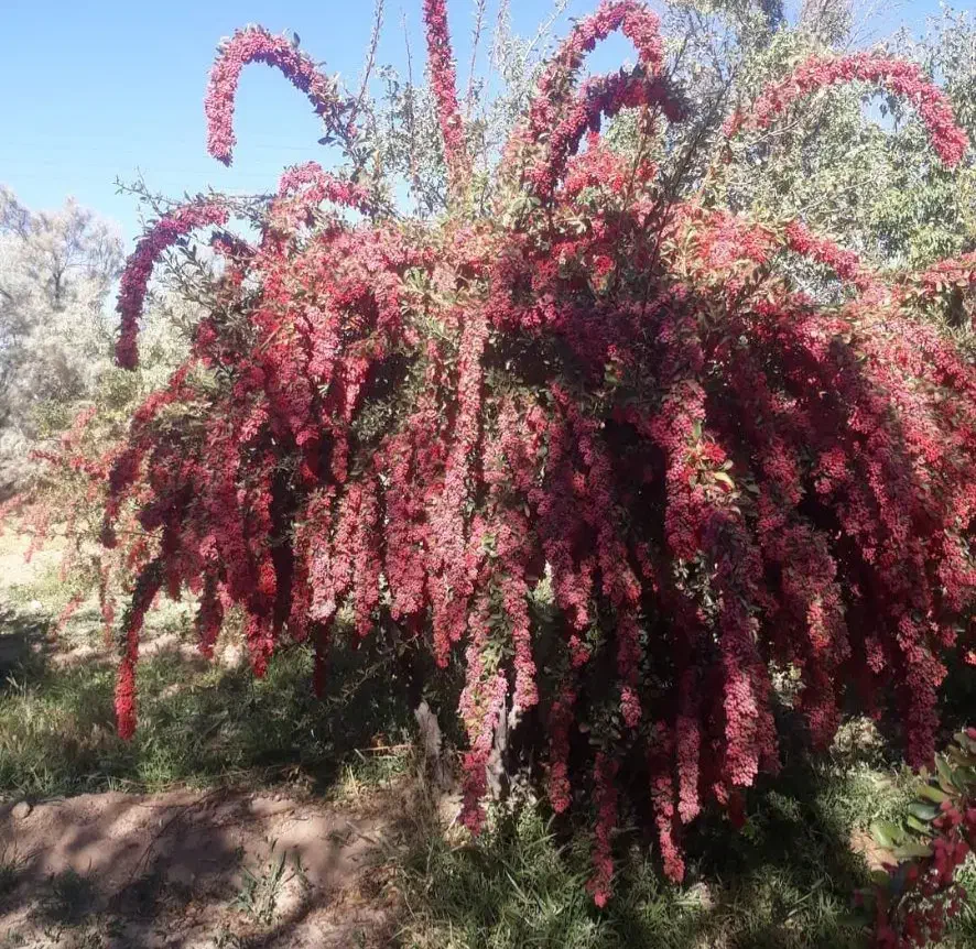 نهال زرشک وعناب وتوت وسنجد وانجیر وانار|حراج|زاهدان, |دیوار