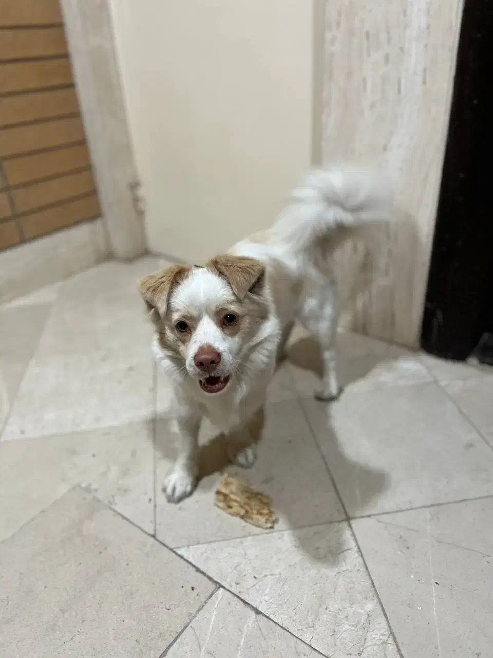 سگ پاکوتاه|سگ|گنبد کاووس, |دیوار