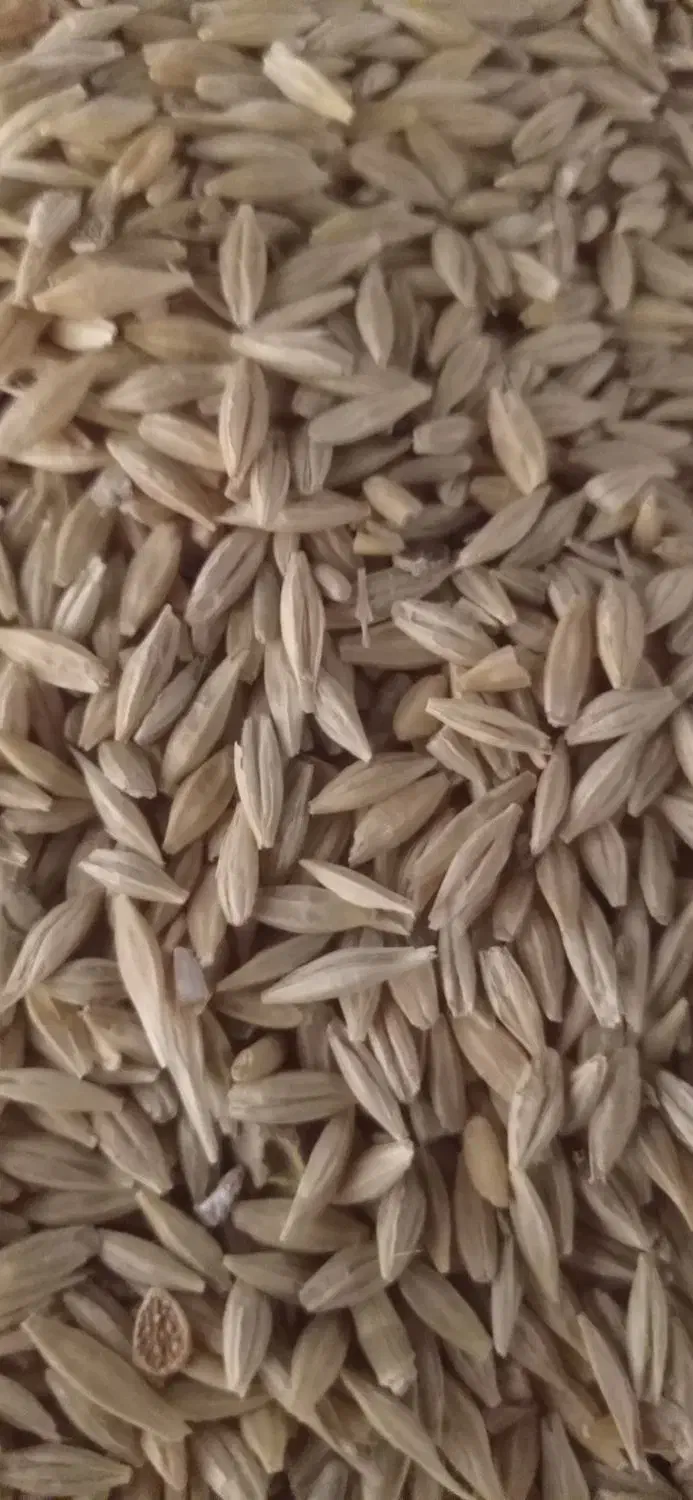 گندم .جو دیمی بذری درشت.|لوازم جانبی حیوانات|کبودرآهنگ, |دیوار