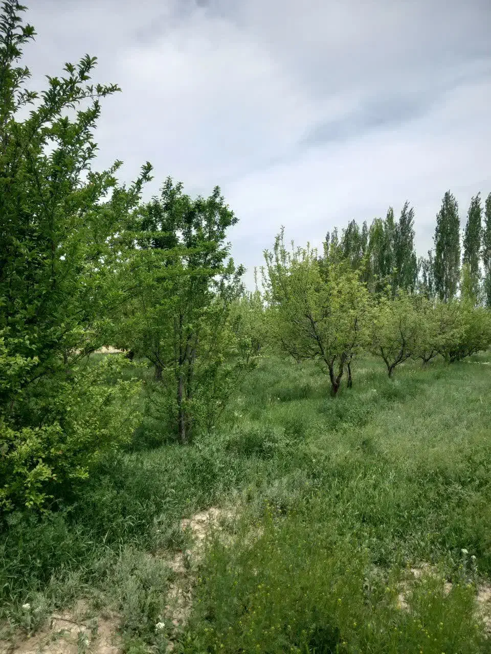 ۳۰۰۰هزار متر مربع باغ|فروش زمین و ملک کلنگی|سلماس, |دیوار