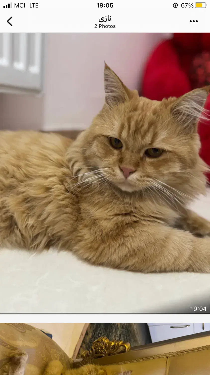 گربه پرشین گارفیلد|گربه|گلستان (تهران), |دیوار