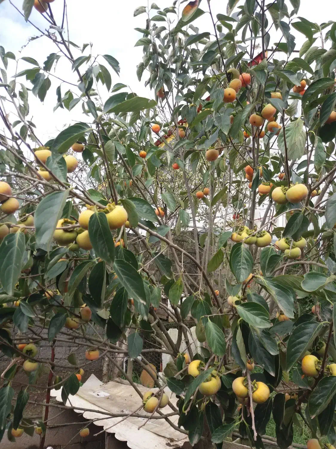 خرمالو|حراج|بندر انزلی, بشمن|دیوار