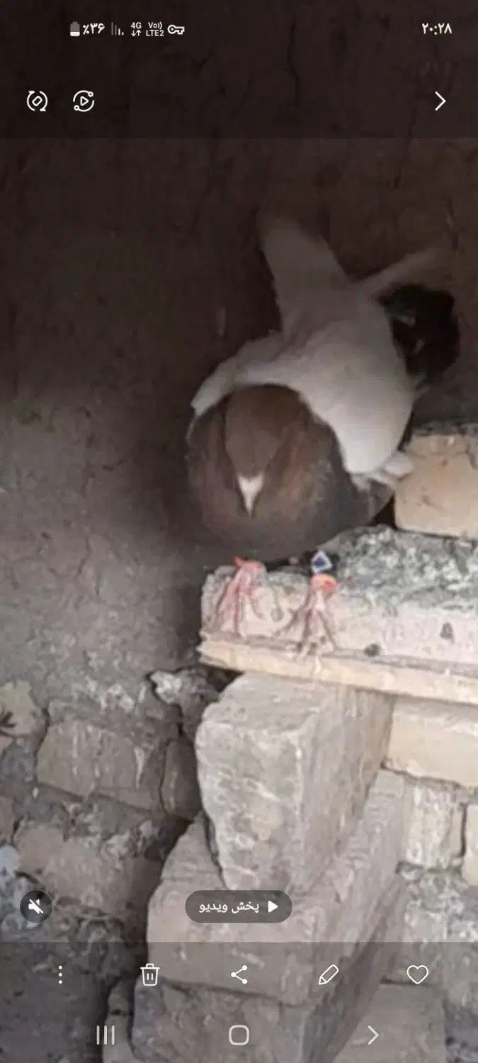 کبوتر سینه|پرنده|تربت جام, میرقوام الدین|دیوار