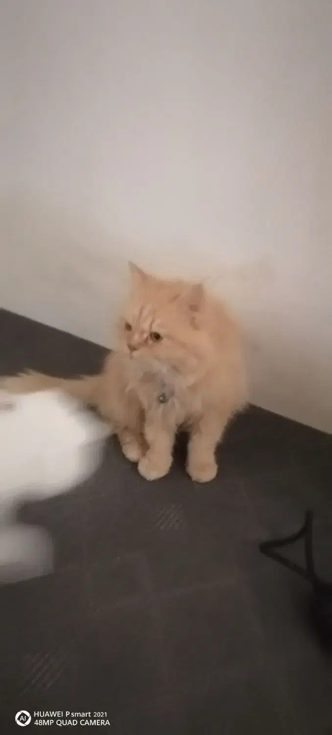 گربه پرشین|گربه|مشهد, حضرت حجت|دیوار