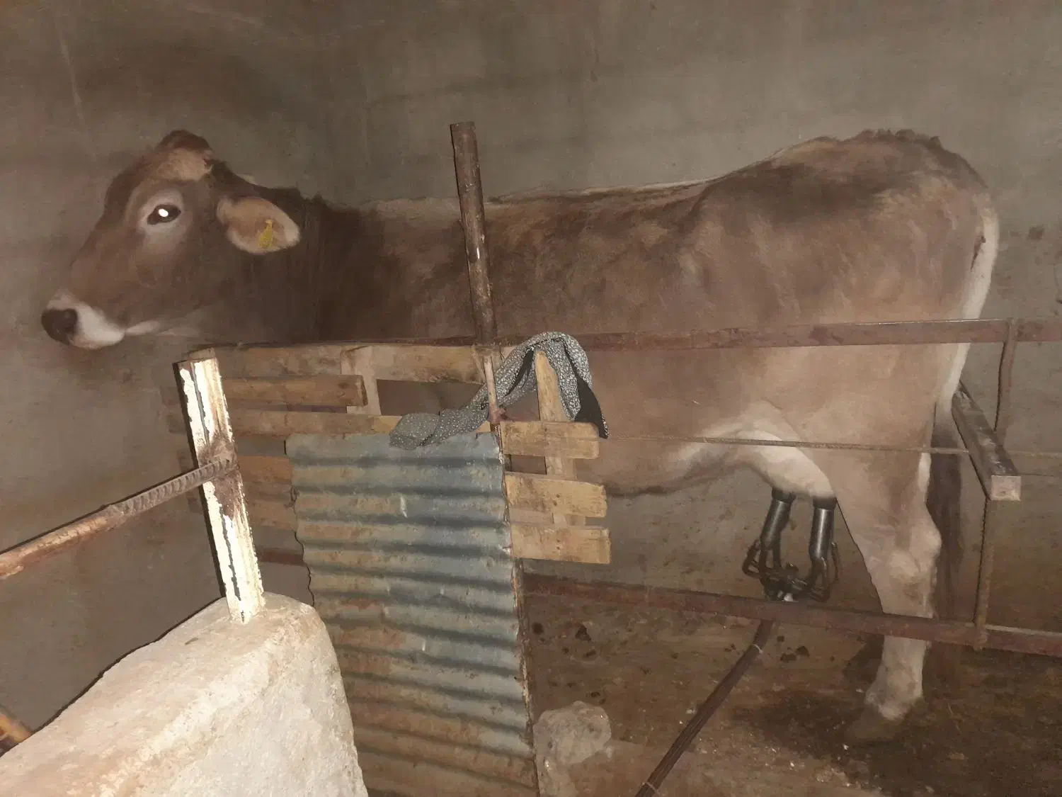 گاو ۲۰کیلو شیر تاز تلقیح شده قیمت توافقی|حیوانات مزرعه|جغتای, |دیوار