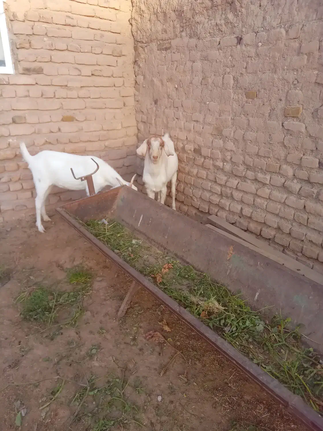 بزغاله|حیوانات مزرعه|نصر آباد, |دیوار