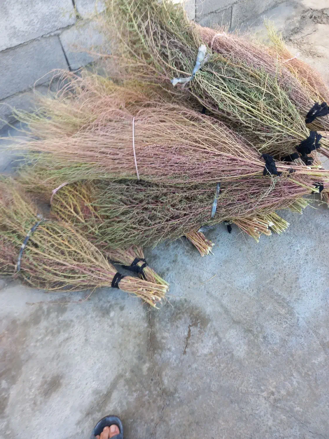 20دسته جارو دسته بزرگ روستایی کتوله ساری|لوازم نظافت|کوهدشت, |دیوار