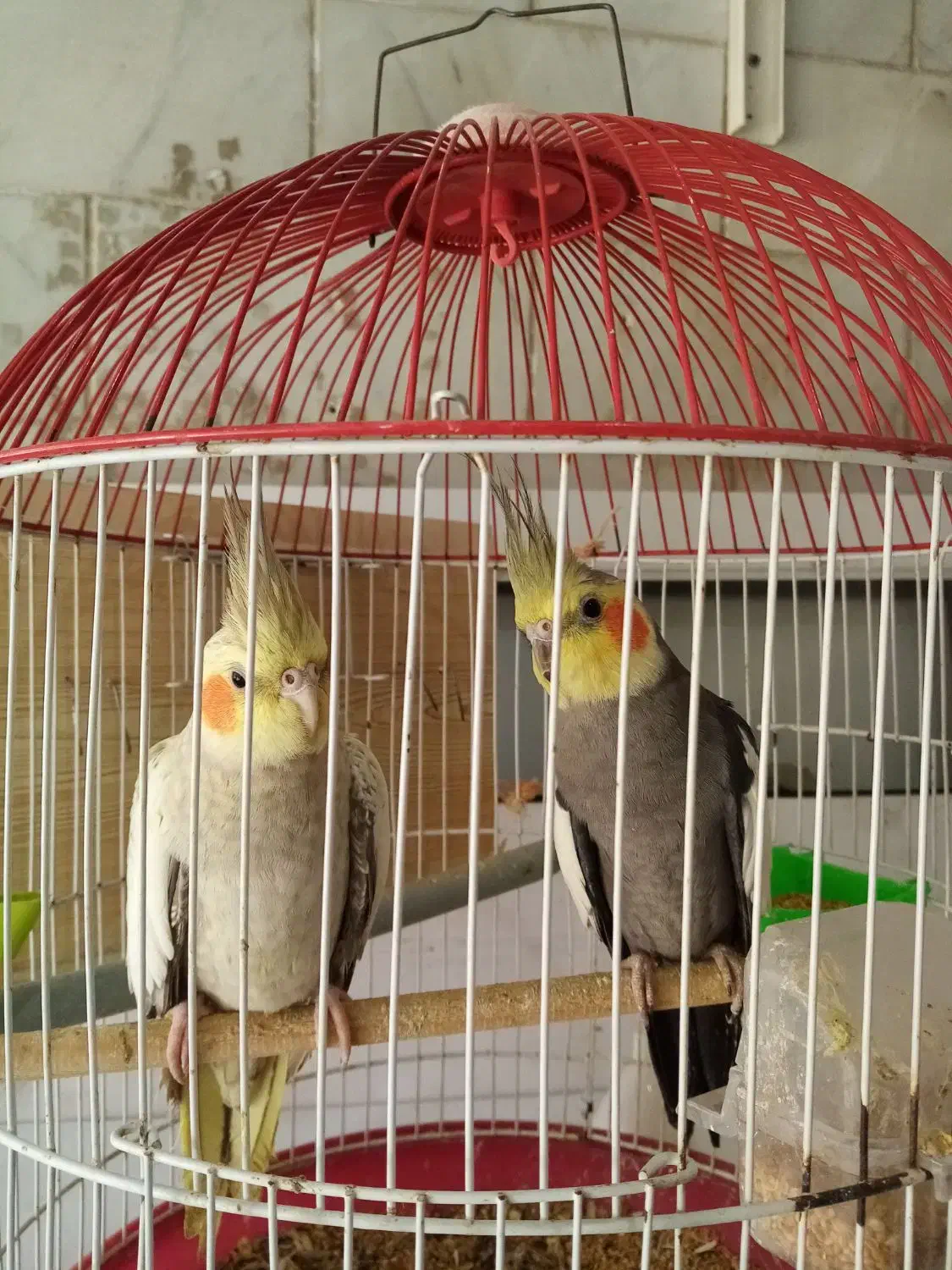 عروس هلندی مولد با جوجه وبدون جوجه|پرنده|رشت, سعدی (تختی)|دیوار