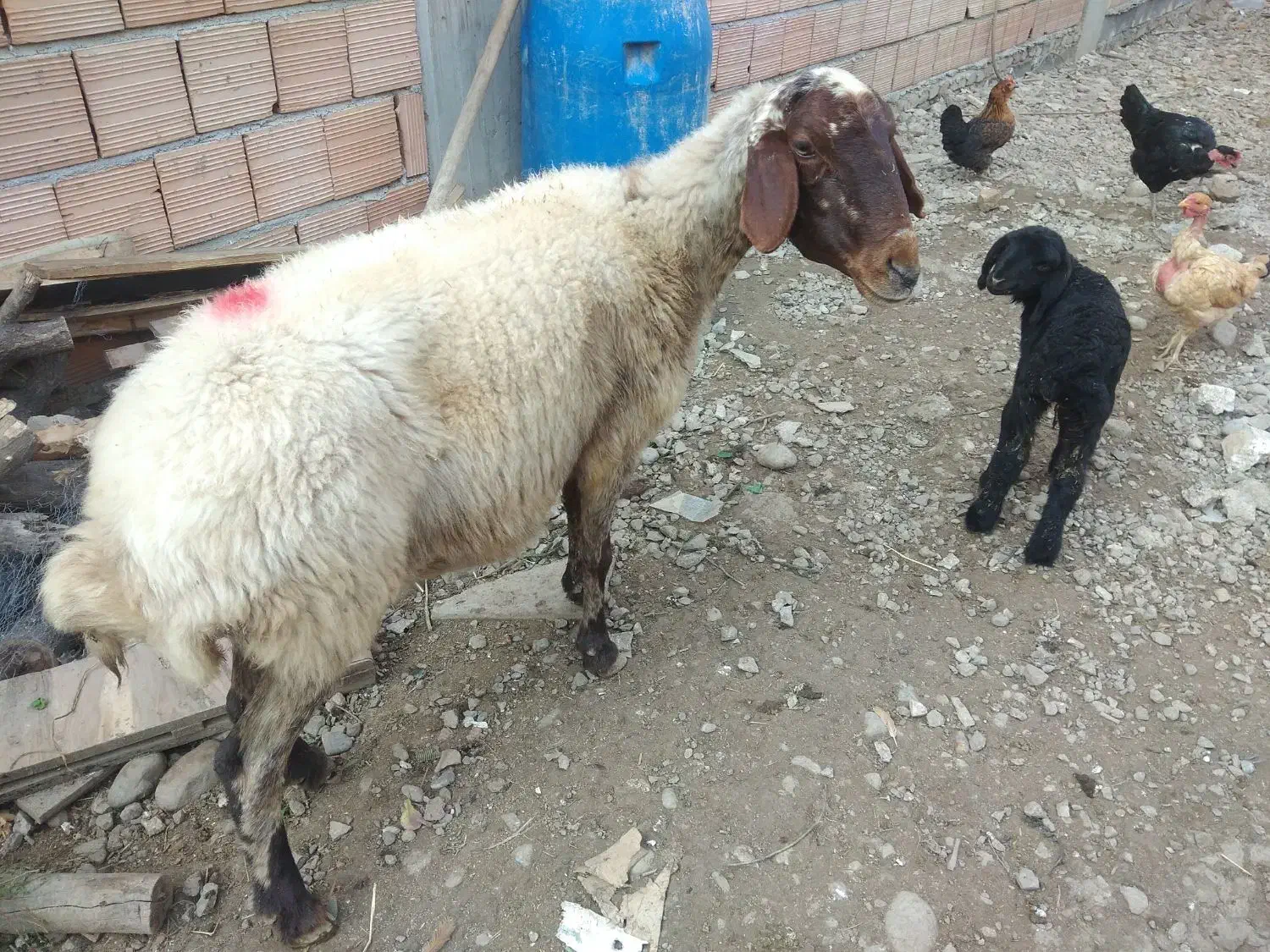 میش به همراه بره ماده|حیوانات مزرعه|علی‌آباد کتول, |دیوار