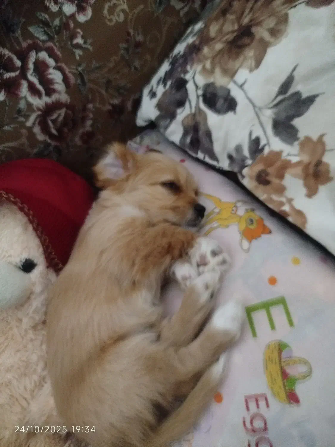 واگذاری سگ|سگ|شیراز, شهرک مهرگان|دیوار