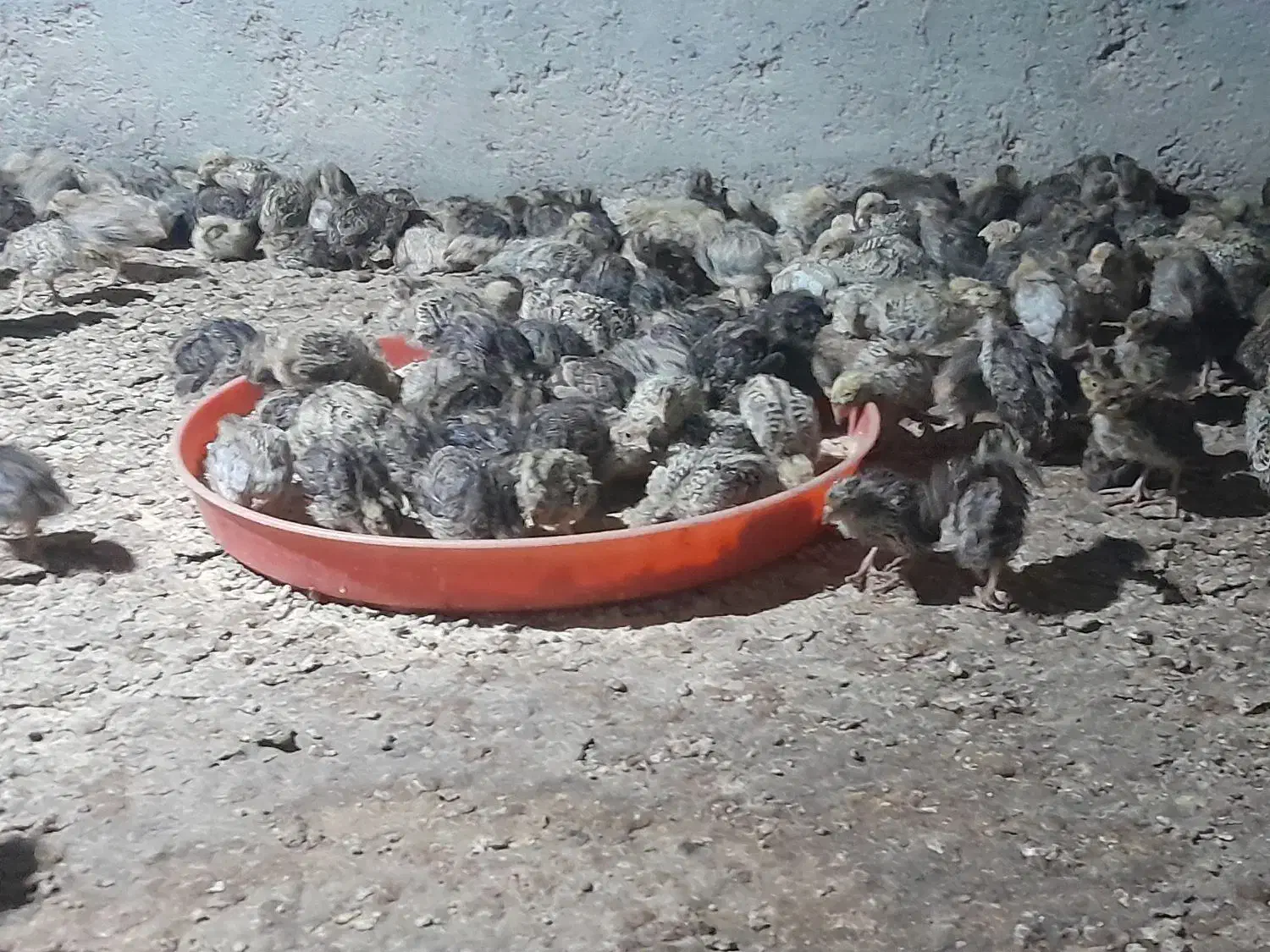 جوجه بلدرچین|حیوانات مزرعه|گزیک, |دیوار