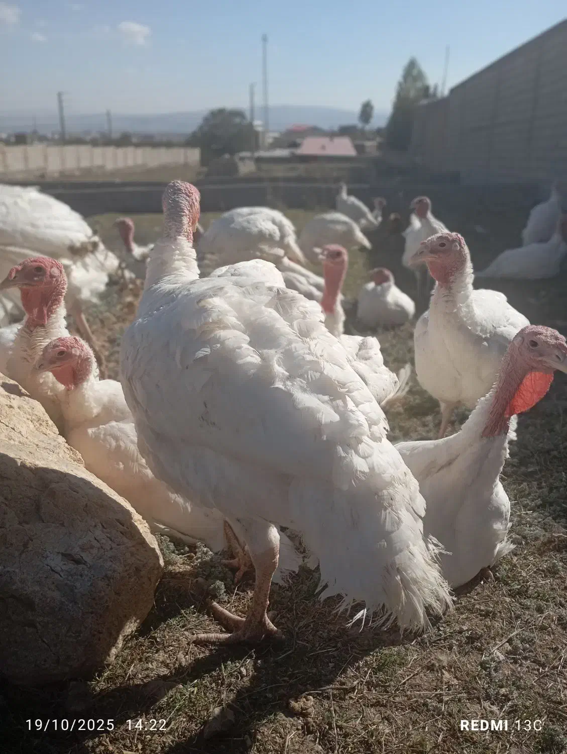 پروتئین سالم  هشترخان|خوردنی و آشامیدنی|سرعین, |دیوار