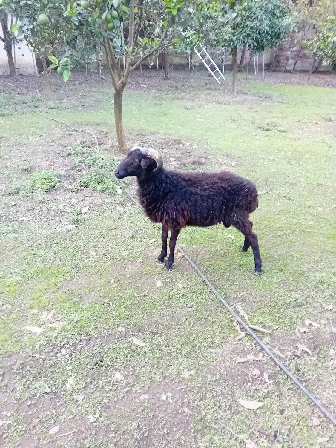 بره نر سرحال بالای ۲۰ کیلوی ۱۰ میلیون قیمت اخر|حیوانات مزرعه|نوشهر, |دیوار