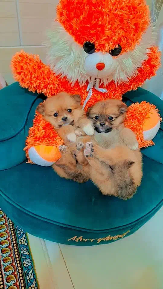 پامر خرسی عروسکی|سگ|رشت, دیانتی|دیوار