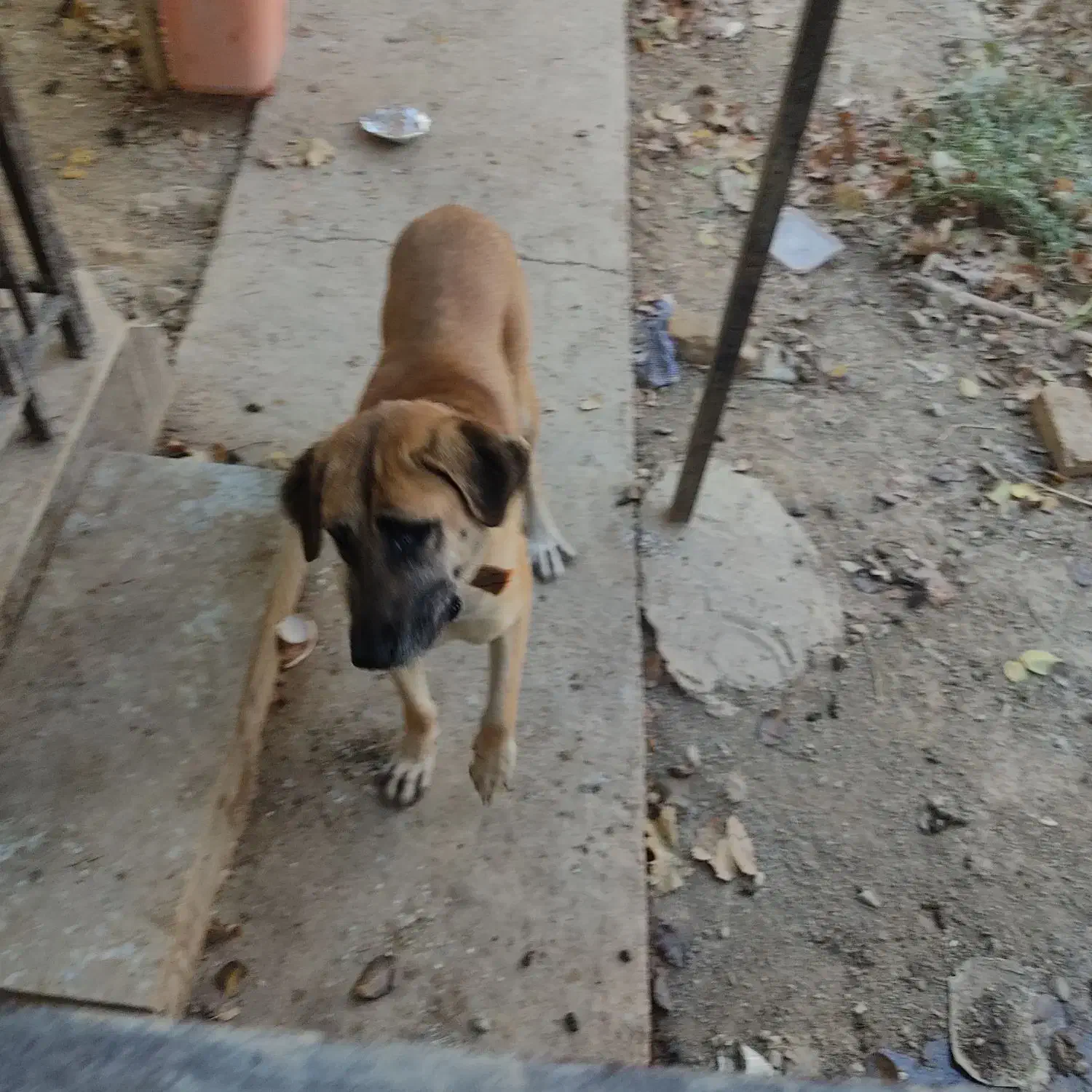 سگ ماستیف انگلیسی|سگ|پاکدشت, پاکدشت (مامازند)|دیوار