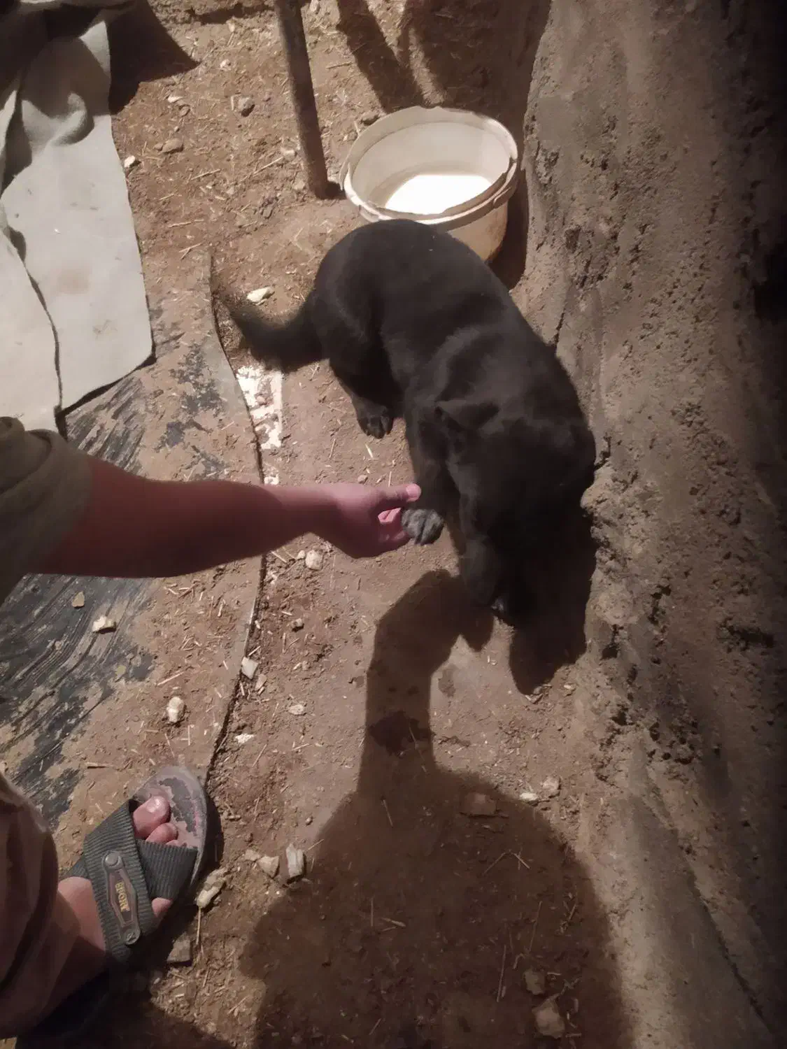 توله‌ی پا کوتا خانگیی|سگ|قروه, |دیوار