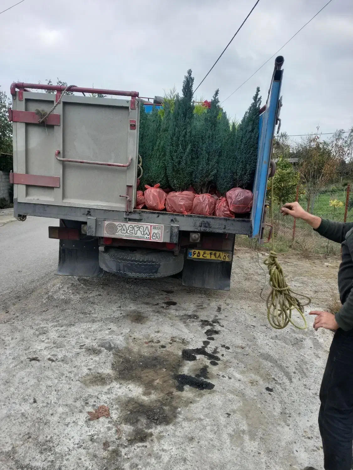 سدر آتلانتیک|گل و گیاه طبیعی|فولادشهر, فولادشهر|دیوار