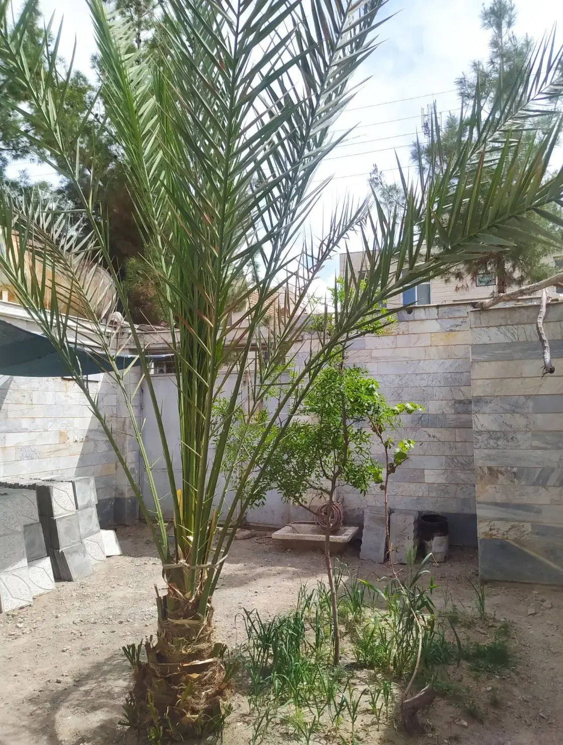 خرما|گل و گیاه طبیعی|بیرجند, |دیوار