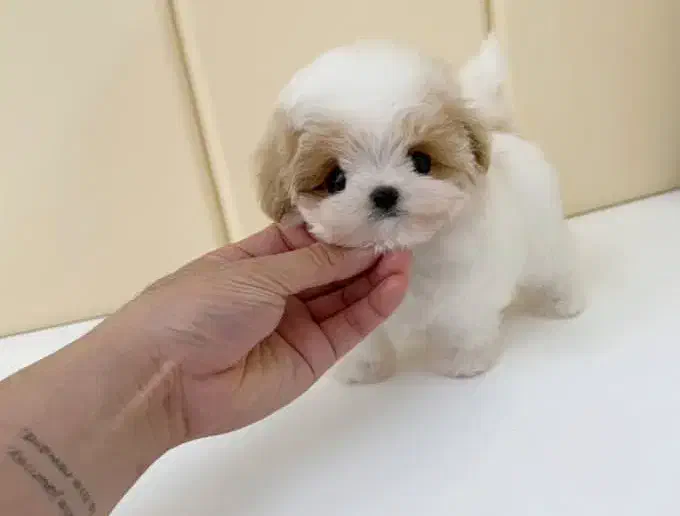 هاپو کاراملی پودلی|سگ|قزوین, |دیوار