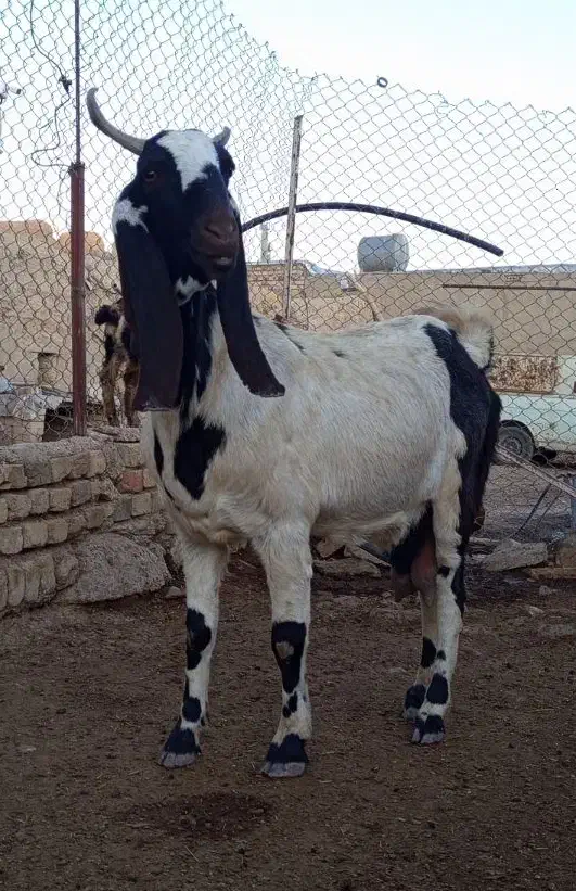 بز پاکستانی|حیوانات مزرعه|قیدار, |دیوار