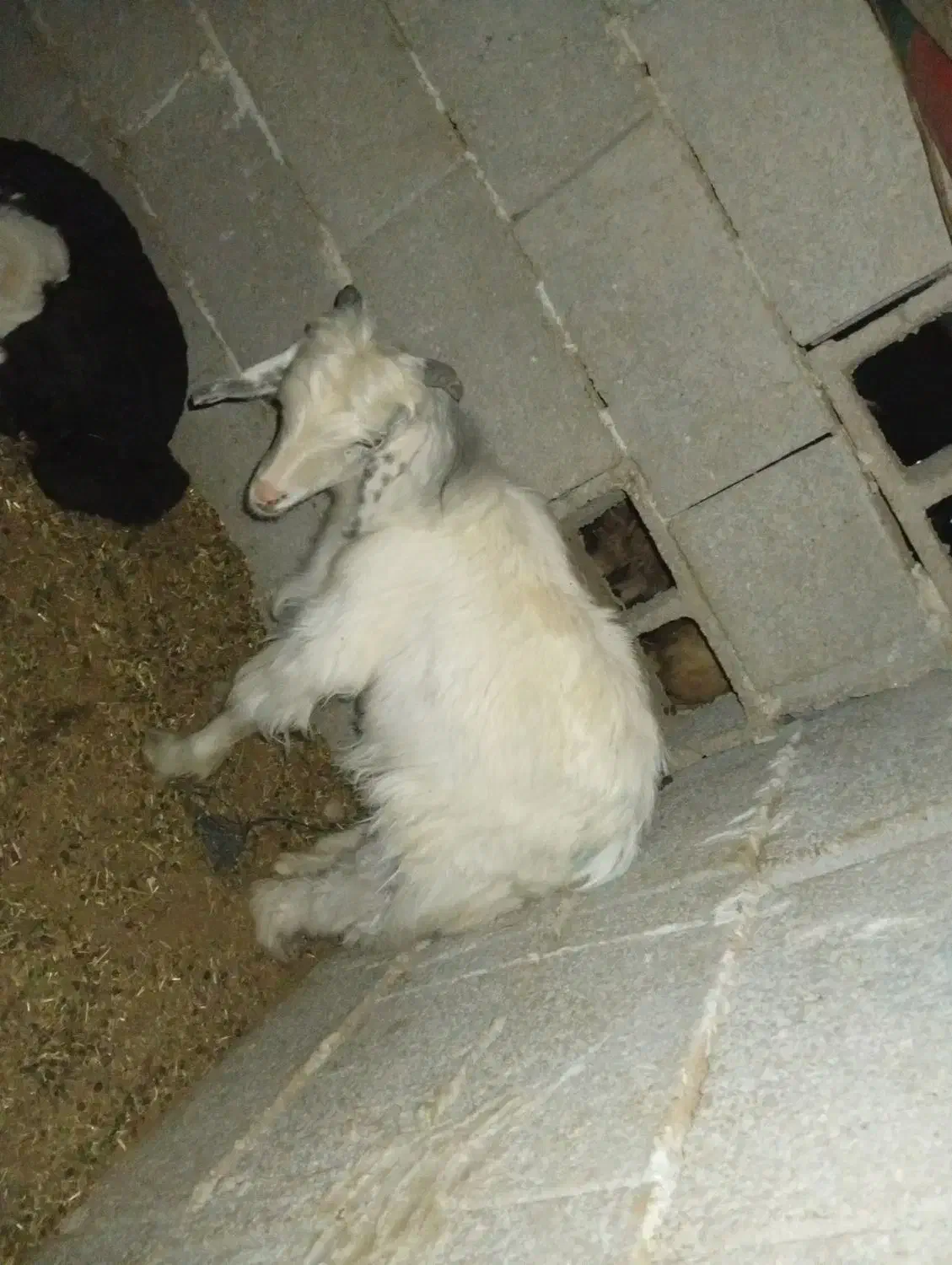 بی نر چپش بز|حیوانات مزرعه|اندیمشک, |دیوار