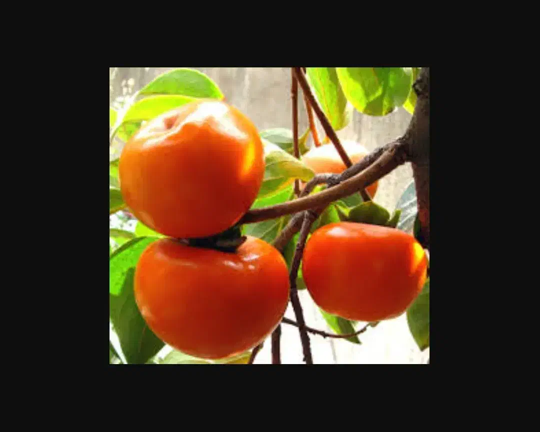 خرمالو محلی و شیرین|خوردنی و آشامیدنی|قائمشهر, |دیوار