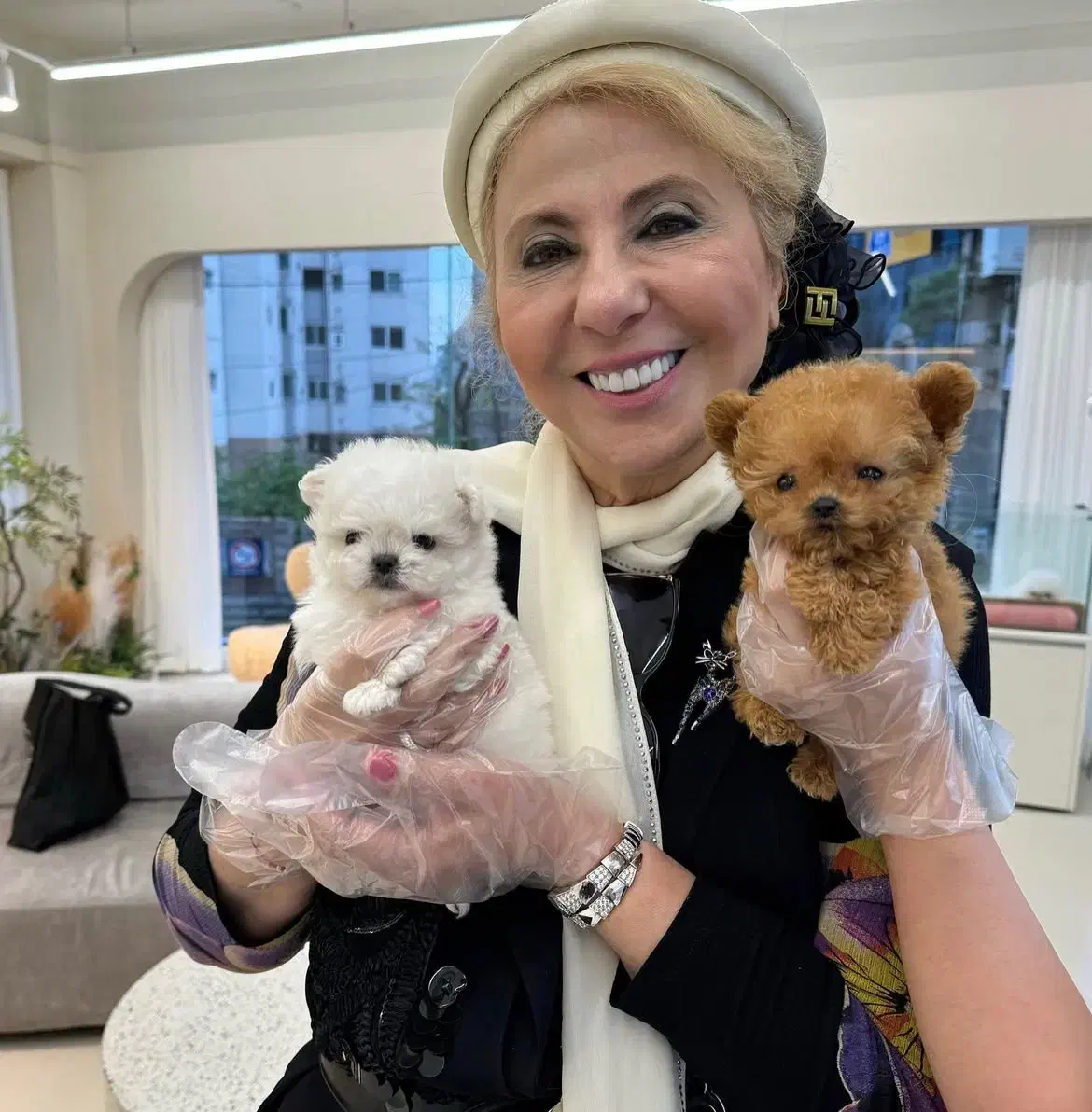 maltipo poodle maltese پودل مالتیزعروسکی اپارتمانی|سگ|تهران, منیریه|دیوار