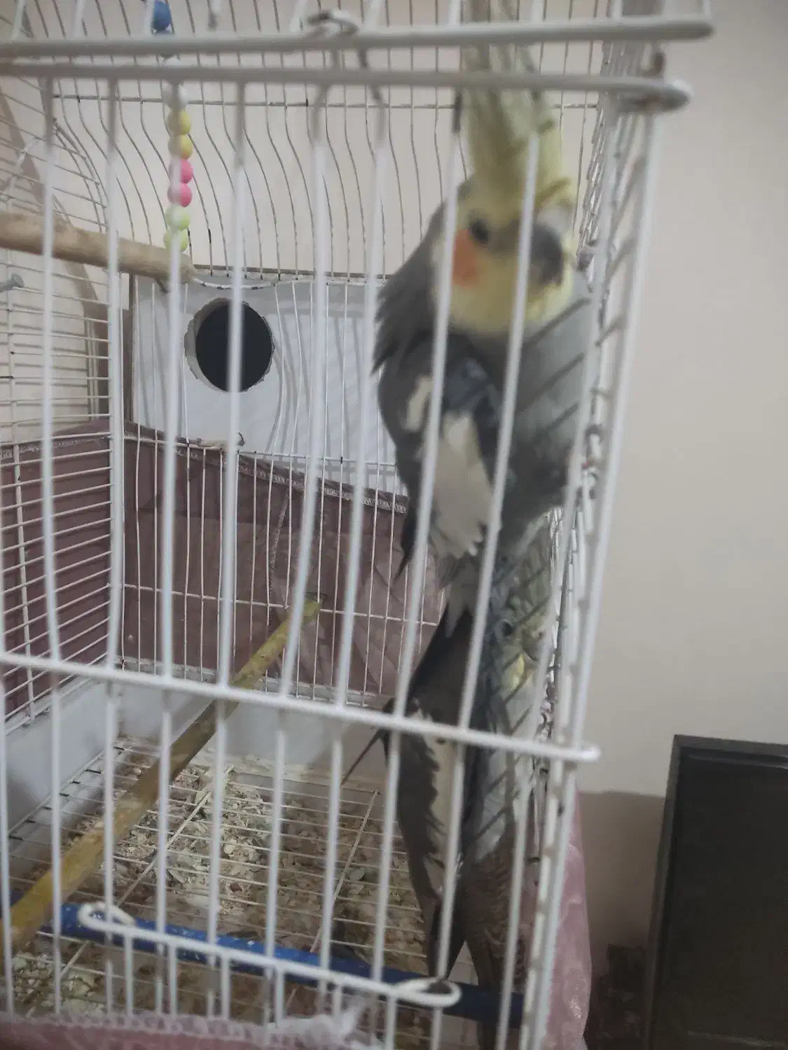 عروس هلندی|پرنده|ماهدشت, |دیوار