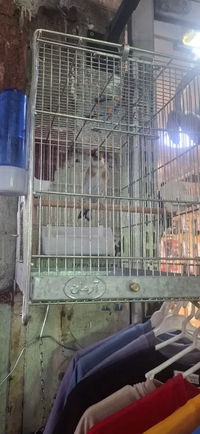 سهره  قرص بخون جوجه قفس|پرنده|ری, فیروزآبادی|دیوار