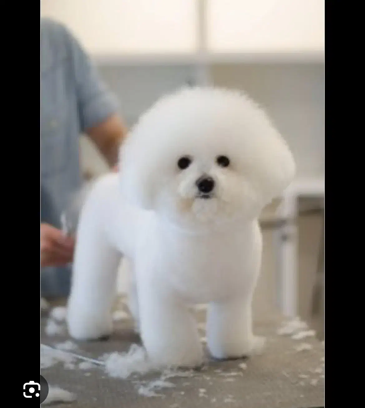 سگ نژاد بیشون فرایز وارداتی از روسیه|سگ|تهران, پونک|دیوار