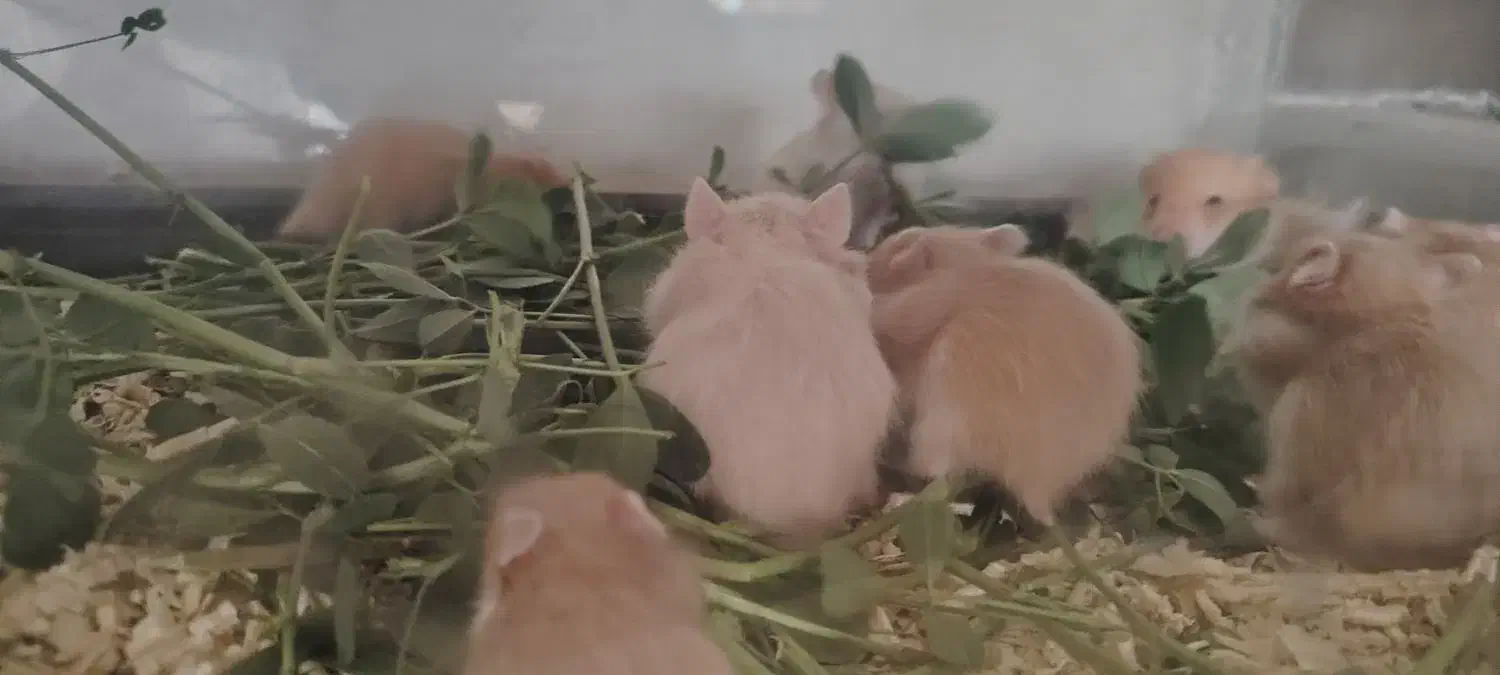 همستر|موش و خرگوش|بهبهان, |دیوار