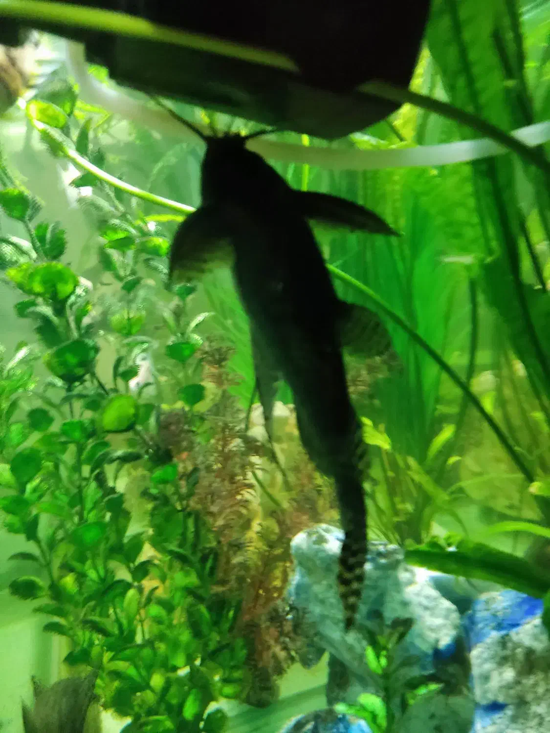 ماهی کت فیش|ماهی|تهران, مولوی|دیوار