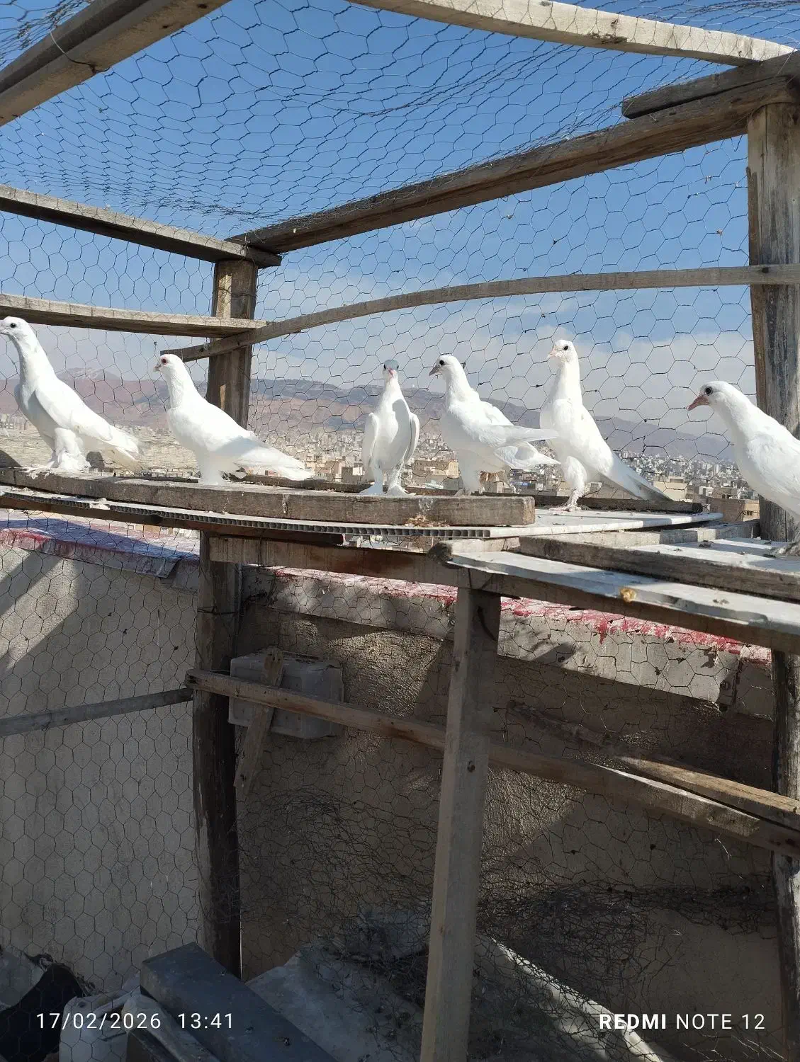 کبوتر|پرنده|تبریز, |دیوار