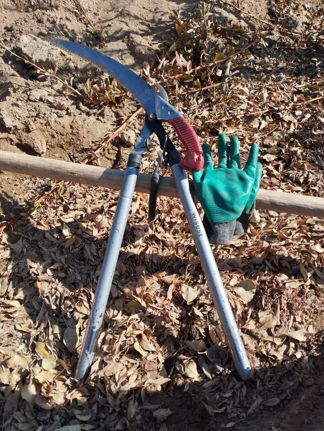 اصلاح درخت زرشک|خدمات باغبانی و درختکاری|قائن, |دیوار