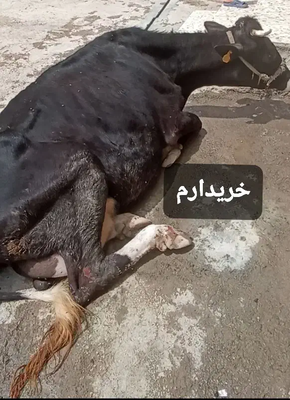 گاو|حیوانات مزرعه|کوهدشت, |دیوار