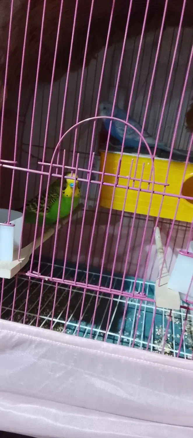 مرغ عشق|پرنده|سردشت, |دیوار