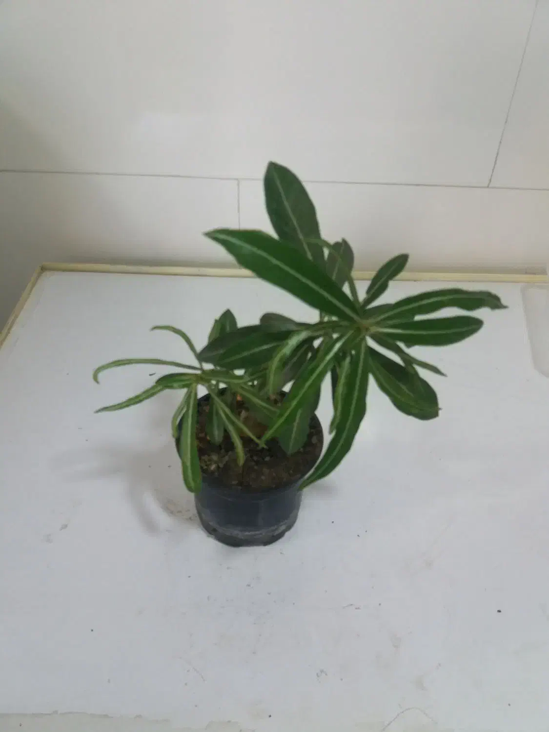 گل و گیاه آپارتمانی|گل و گیاه طبیعی|سقز, |دیوار