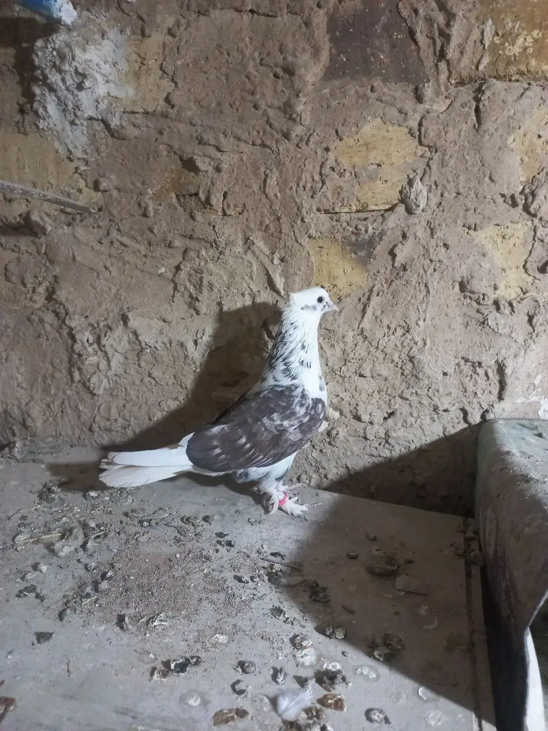 کفتر خوب|پرنده|ساروق, |دیوار