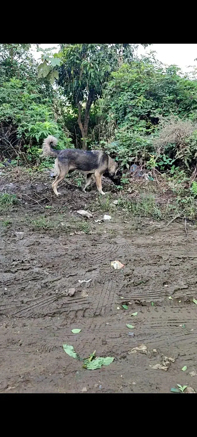 سگ سرابی ماده|سگ|املش, |دیوار