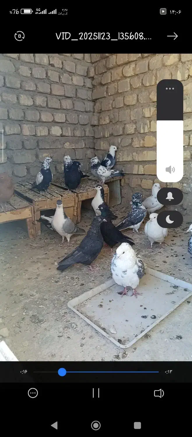 کفتر نر|پرنده|عسگران, |دیوار