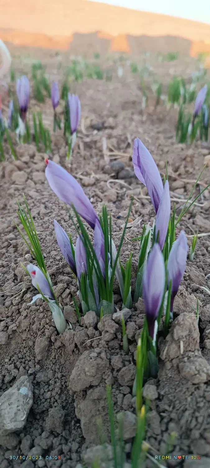 فروش فیش حج تمتع امسال|تور و چارتر|سلیمان, |دیوار