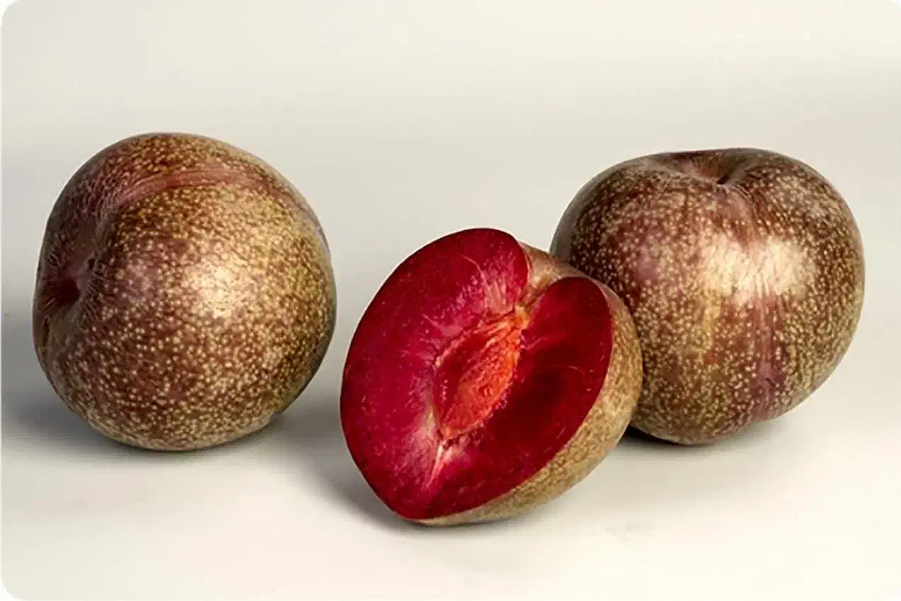 تولید و عرضه نهال آلو خاکی خونی پربار|خدمات باغبانی و درختکاری|قائن, |دیوار