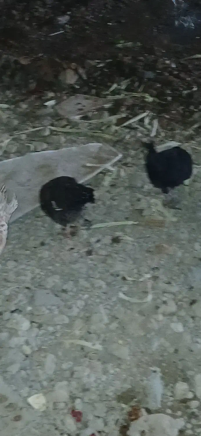 مرغ جوجه خروس|حیوانات مزرعه|کردیان, |دیوار